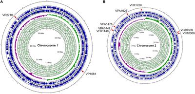 Identification of LuxR Family Regulators That Integrate Into Quorum Sensing Circuit in Vibrio parahaemolyticus